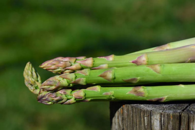 Do Asparagus Stem Cells Promote Hair Growth?