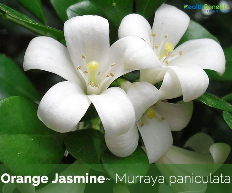 Health benefits of Orange Jasmine