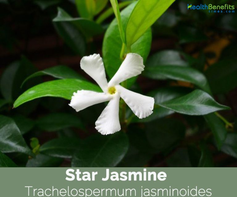 Star Jasmine facts and health benefits