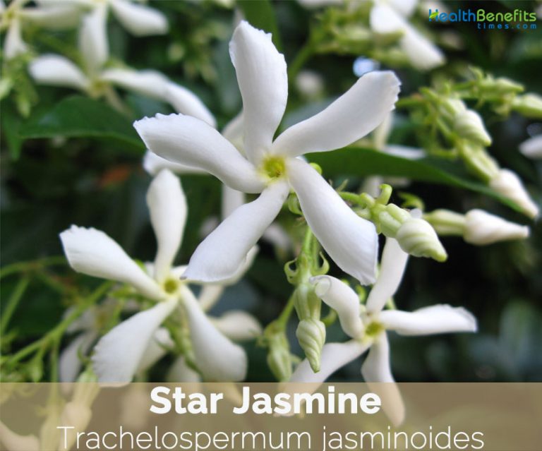 ImportantfactsaboutStarJasmine Health Benefits