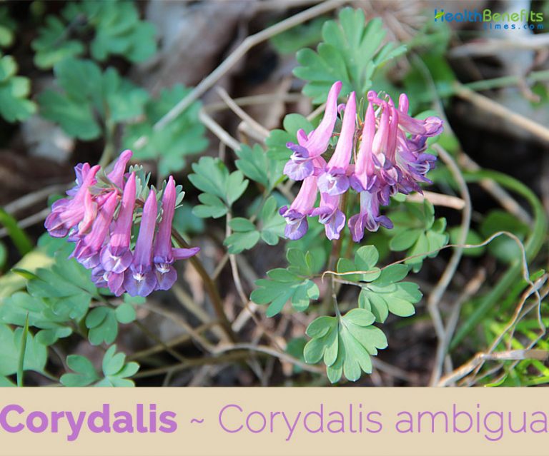 Corydalis facts and health benefits