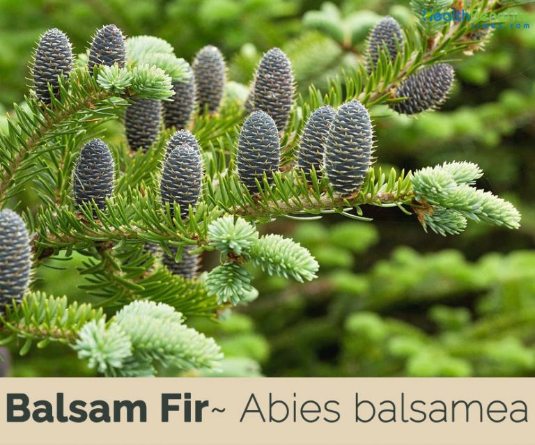 Balsam Fir facts and health benefits