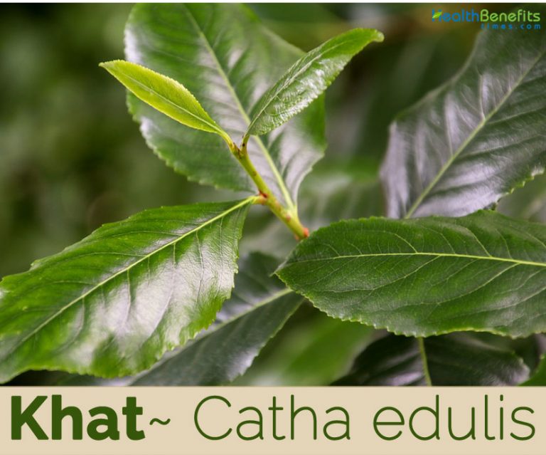 Khat facts and health benefits