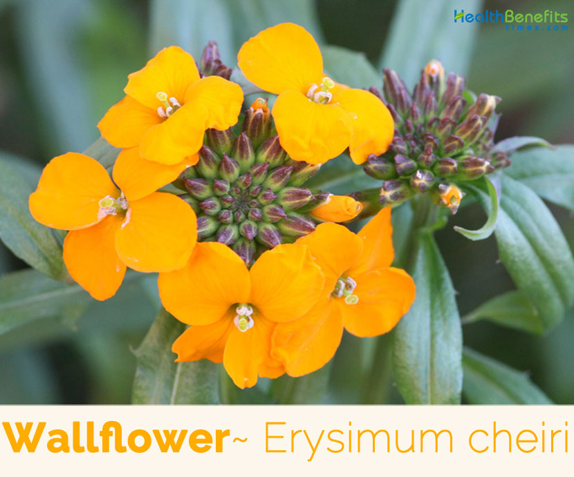 Wallflower Facts And Health Benefits