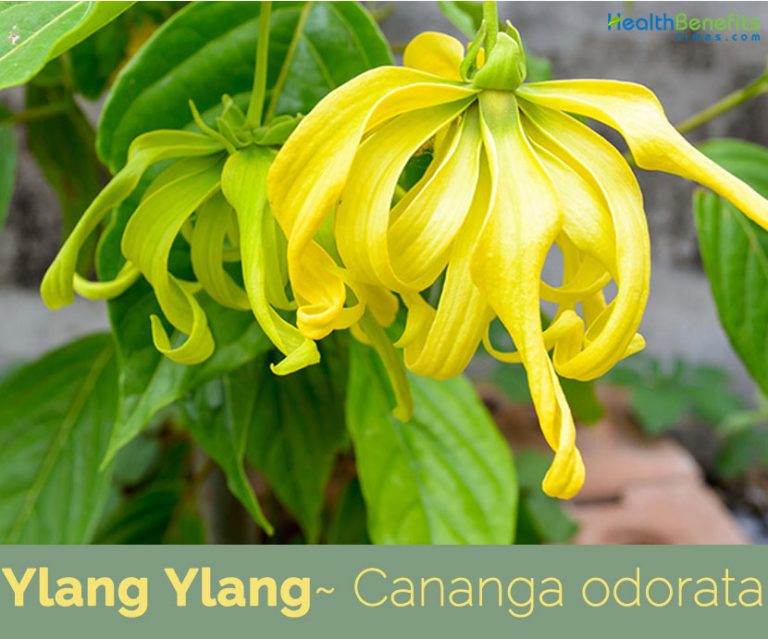 Ylang Ylang facts and health benefits