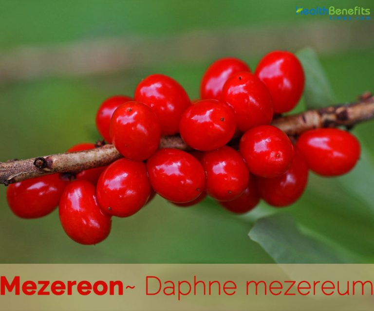 Mezereon Facts And Health Benefits