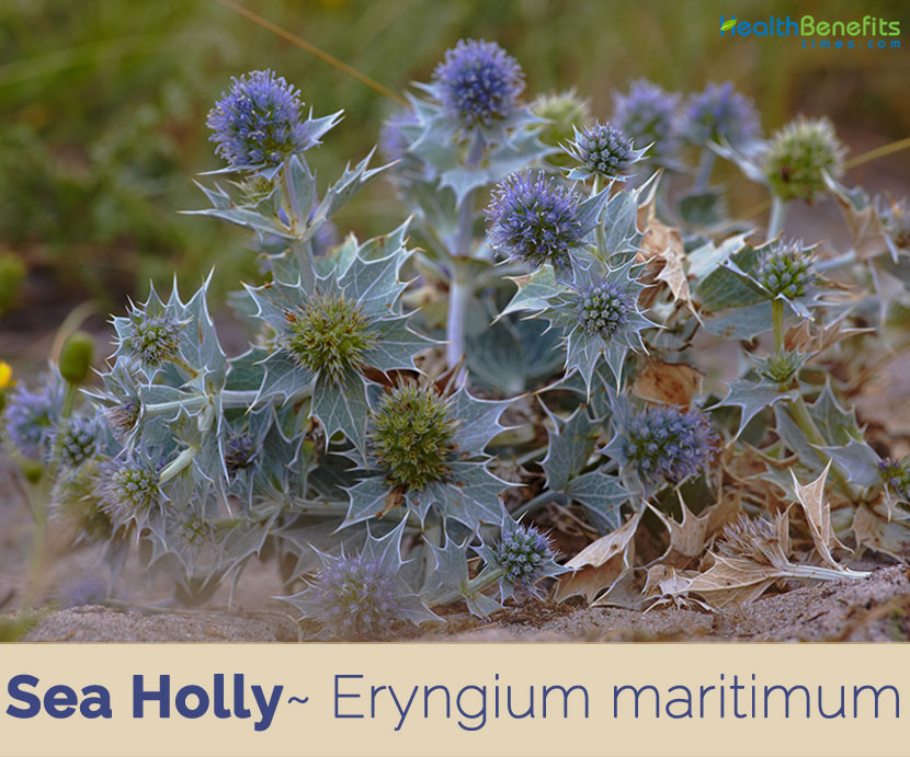 Sea Holly Facts And Health Benefits