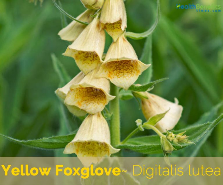 Facts about Yellow Foxglove - Digitalis lutea - Health Benefits