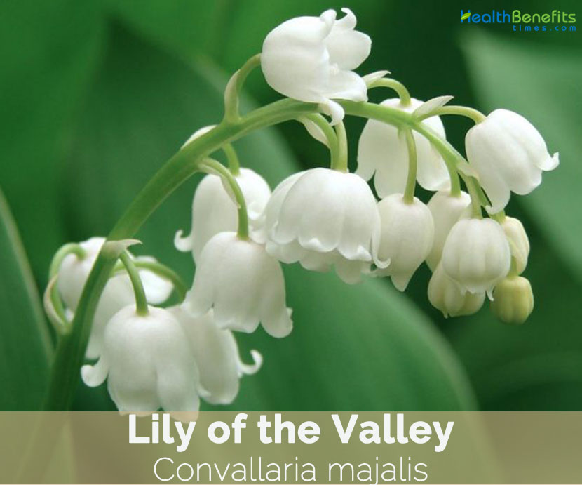 Lily of the Valley facts and health benefits