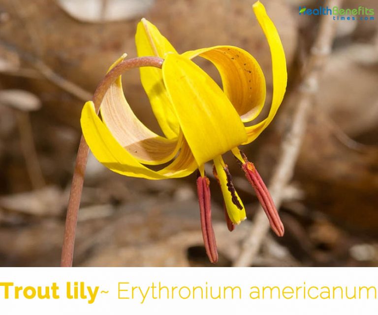 Trout lily facts and health benefits