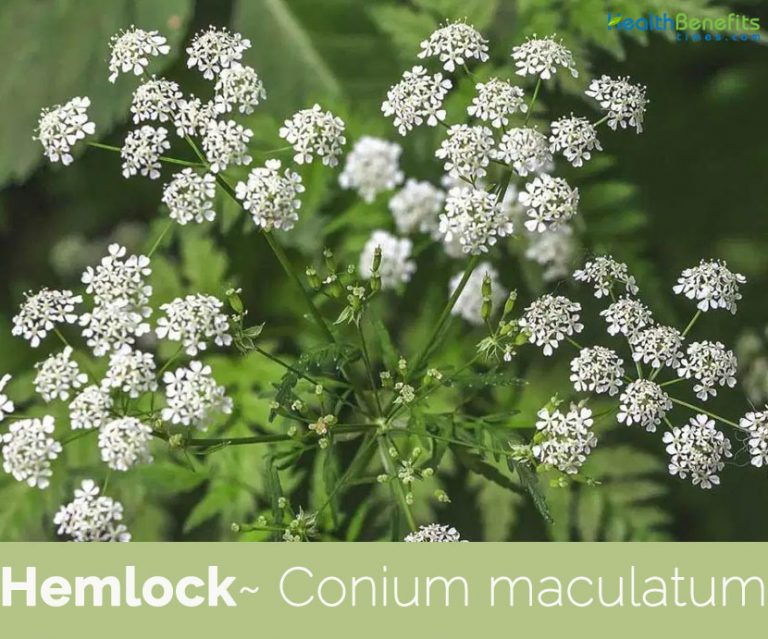 Hemlock facts and health benefits