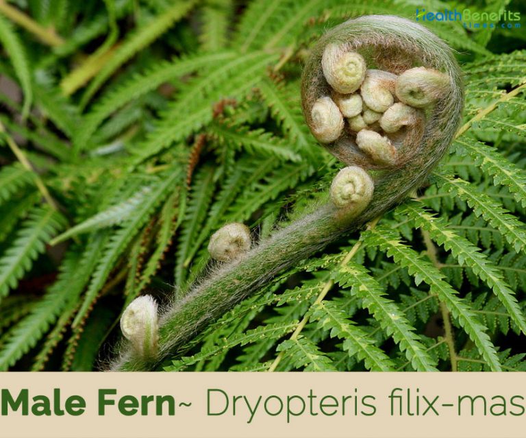 Male Fern facts and health benefits
