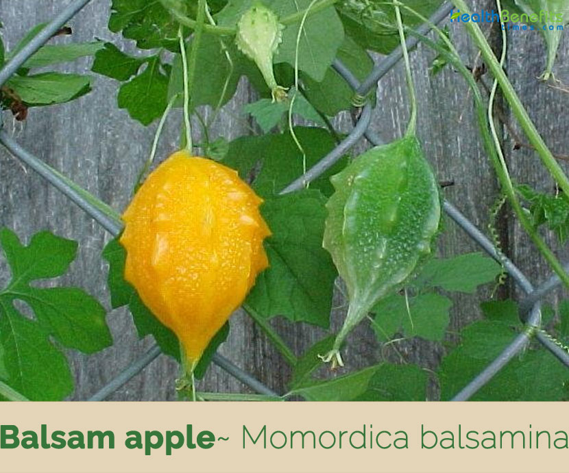 105 Graines Momordica charantia Balsam apple seeds Bitter gourd 