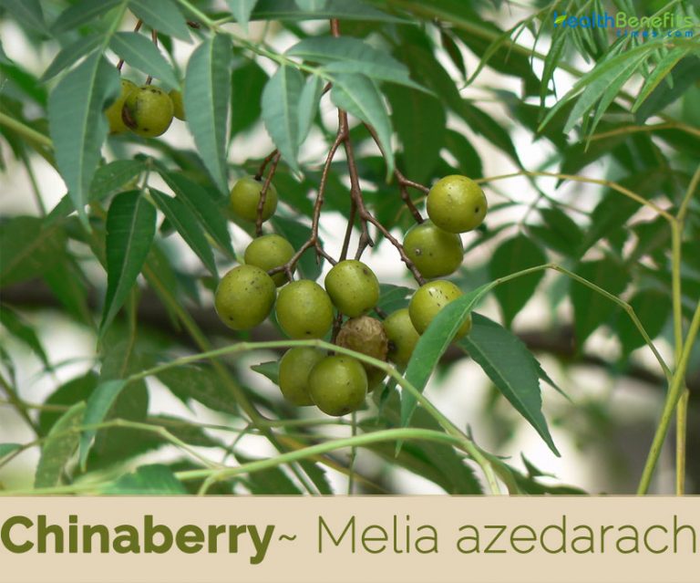 Chinaberry facts and health benefits