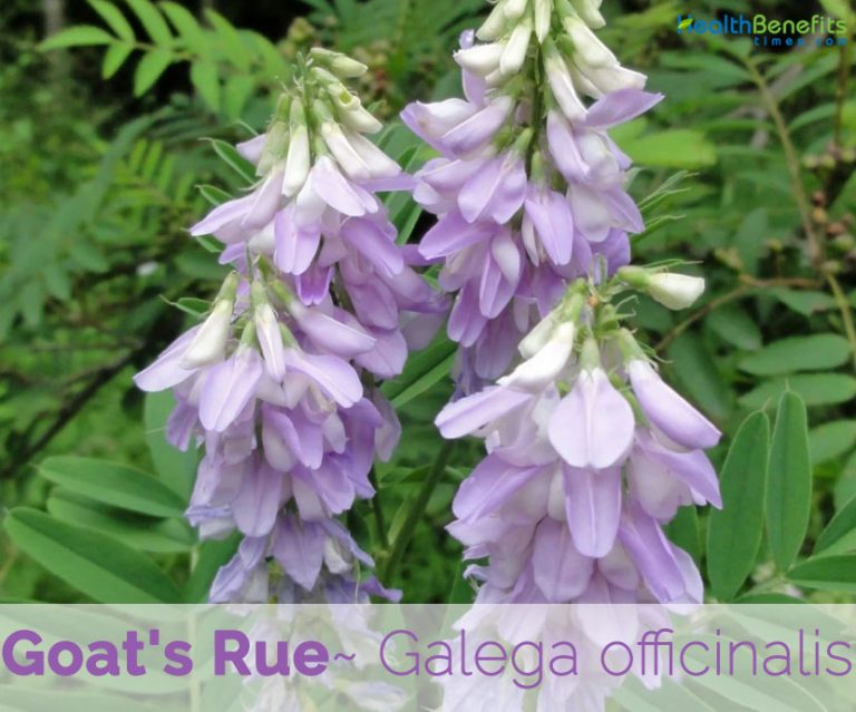 Goat's Rue facts and health benefits