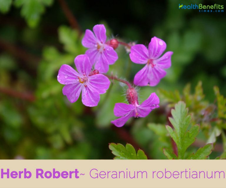 Herb Robert facts and health benefits