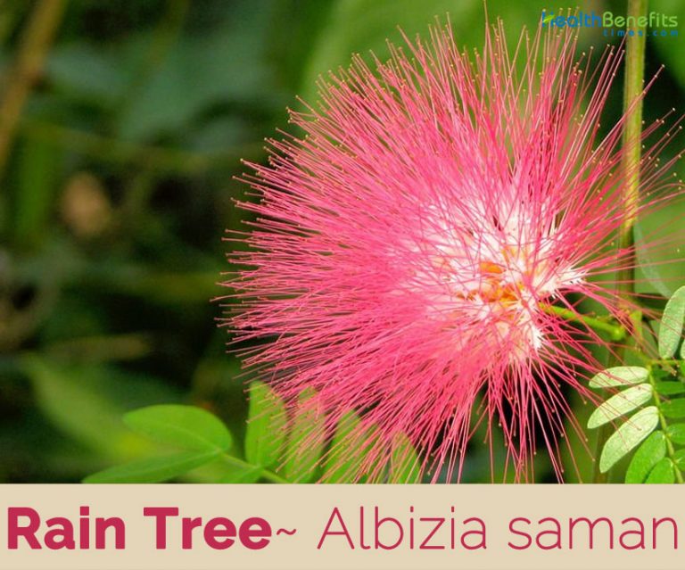 Rain Tree facts and health benefits