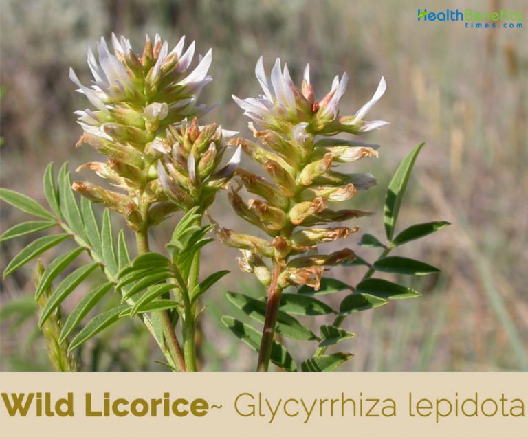 Wild Licorice facts and health benefits