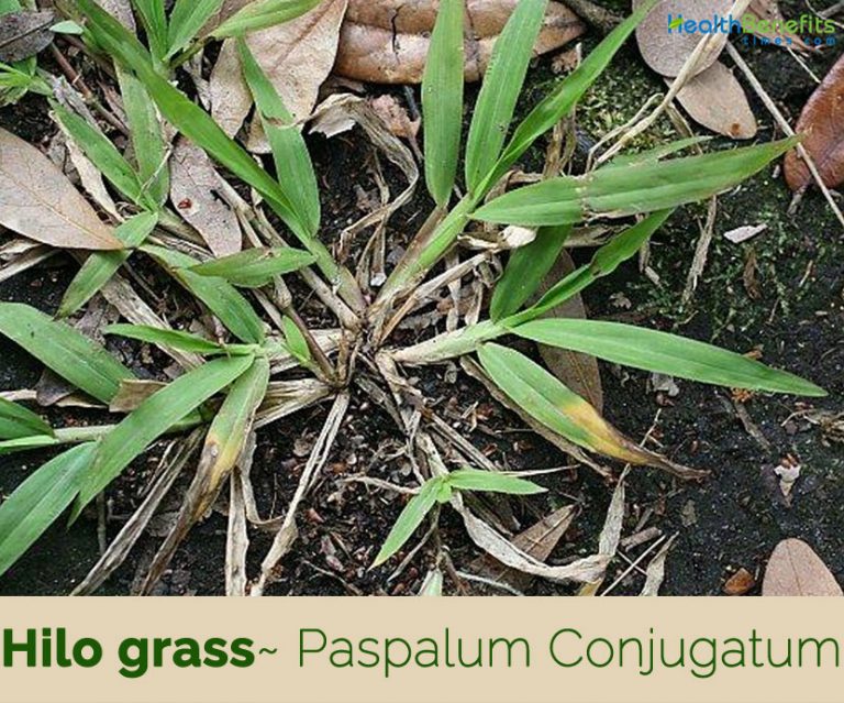 Hilo grass facts and health benefits