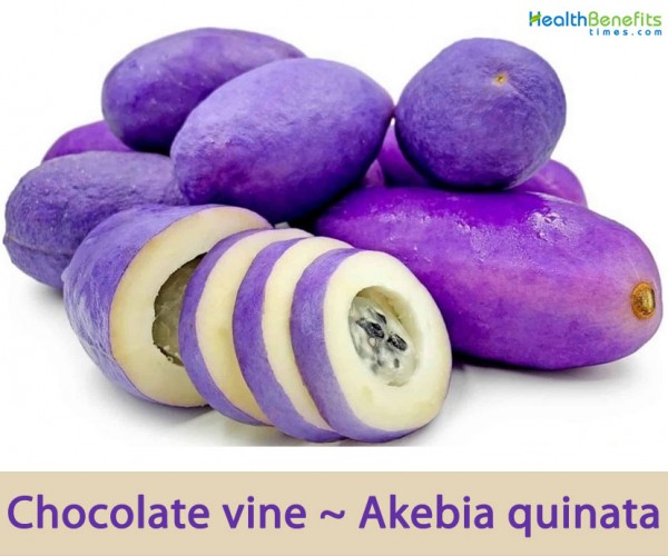 FactsaboutChocolatevine Health Benefits
