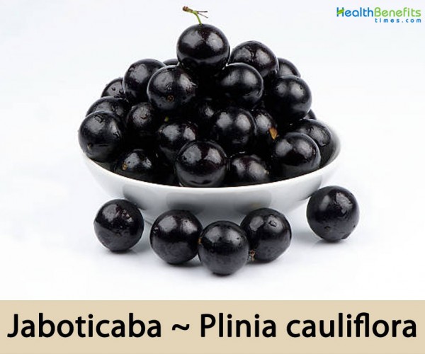 Jaboticaba facts and health benefits