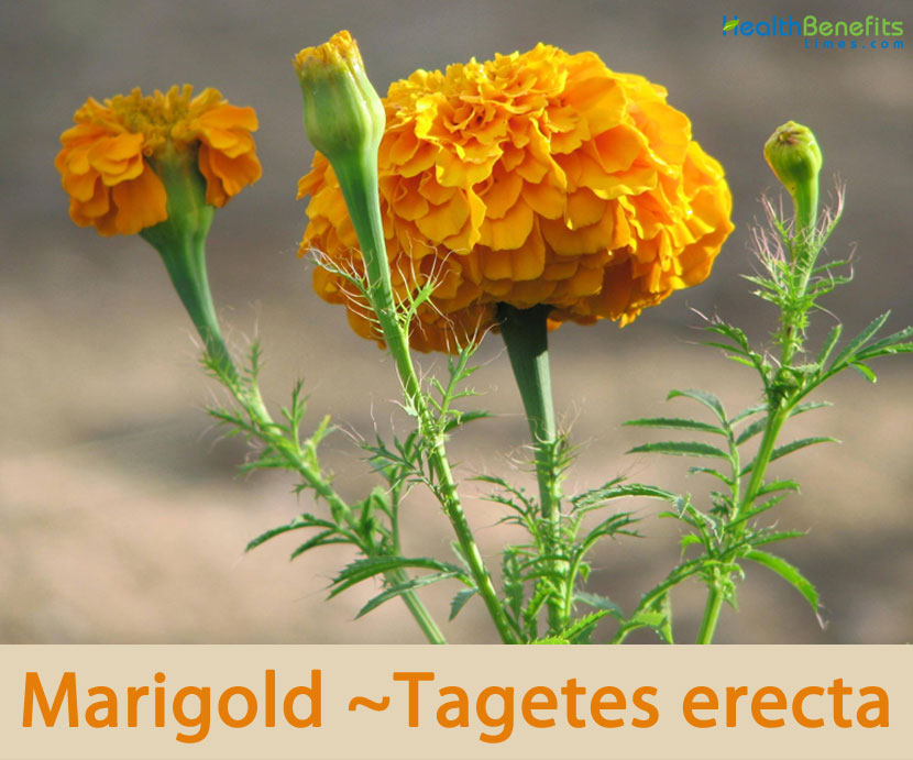 Marigold facts and health benefits