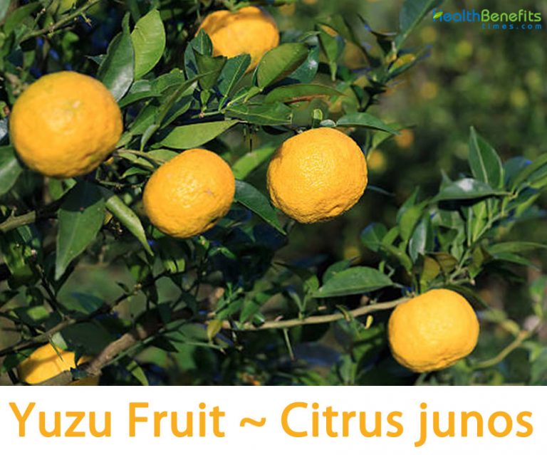 Yuzu Fruit facts and health benefits