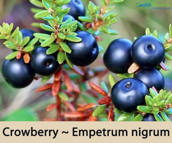 Crowberry facts and health benefits