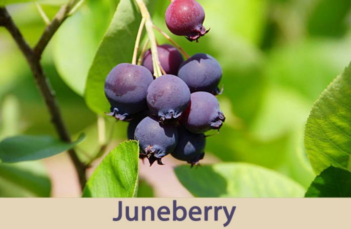 Juneberry Facts And Health Benefits