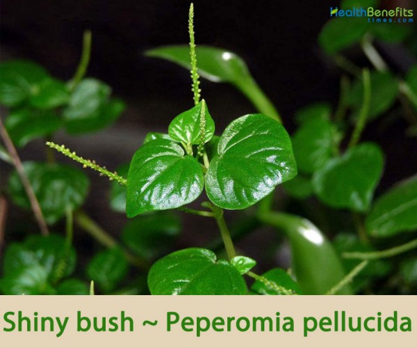 Shiny bush facts and health benefits