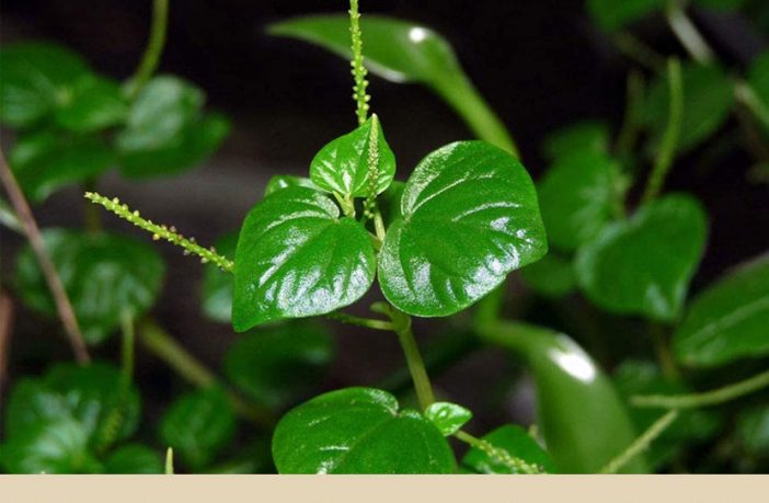 Ulasimang Bato Plant