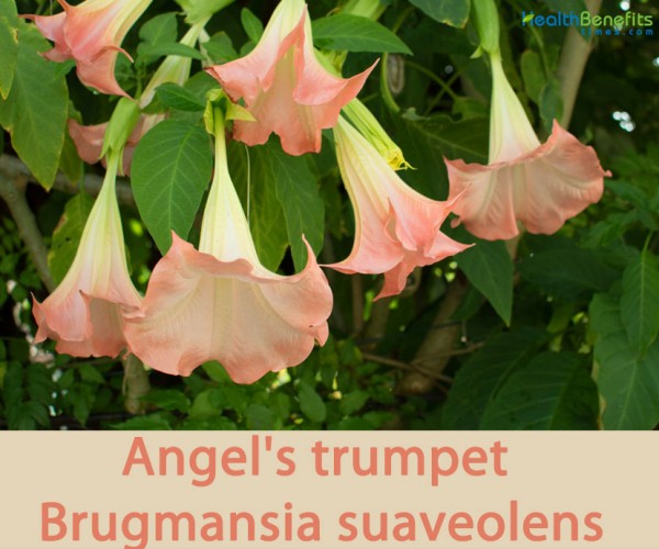 Angel's trumpet facts and health benefits