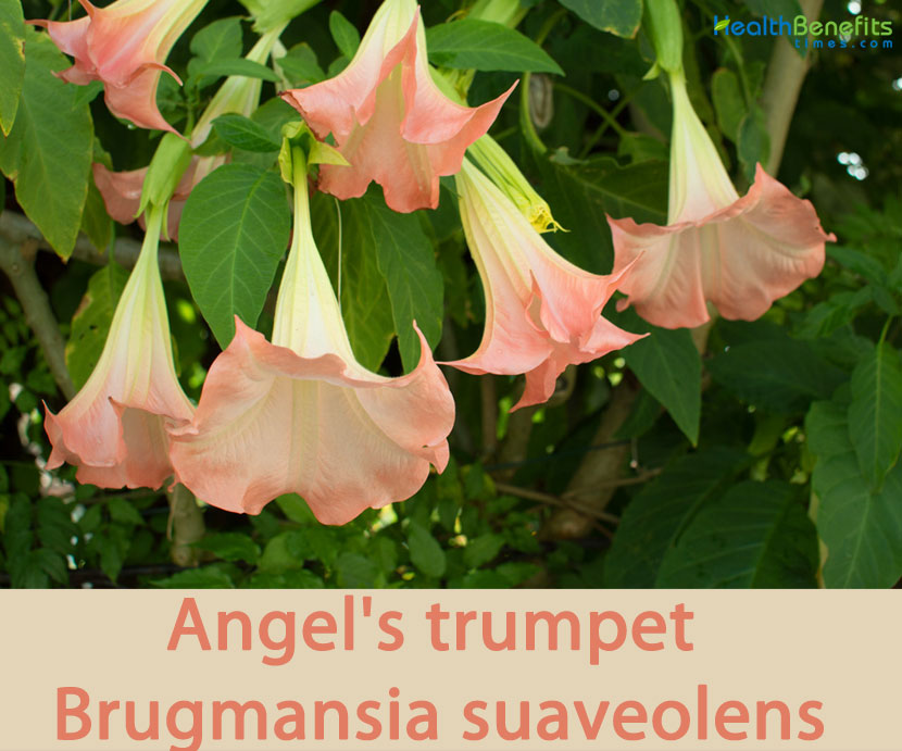 ANGEL'S TRUMPETS MIX Datura brugmansia 6 SEEDS Tropical woody shrub 