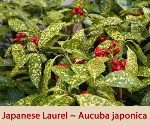 Japanese Laurel facts and health benefits
