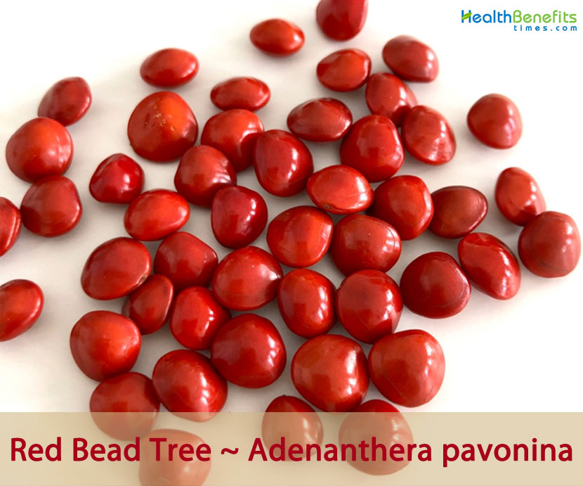 Red Sandalwood Adenanthera pavonina Seeds Red Lucky Saga Coral Tree Jewelry Bead 