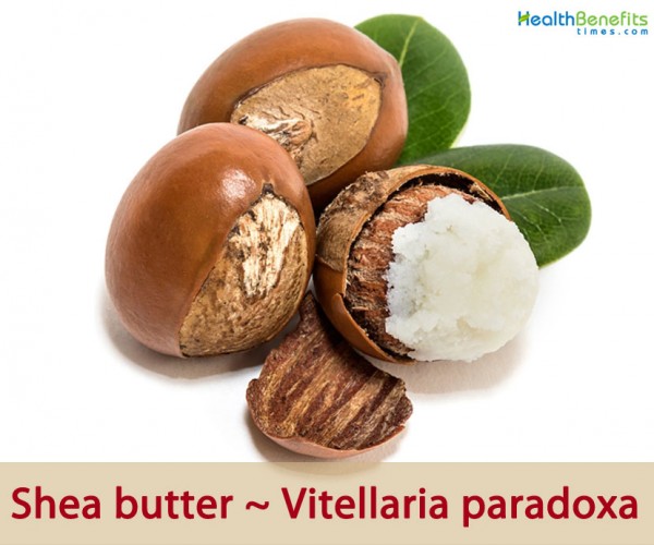 HealthbenefitsofSheaButter Health Benefits