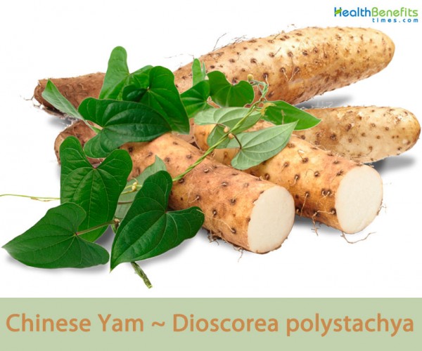 Chinese Yam facts and health benefits