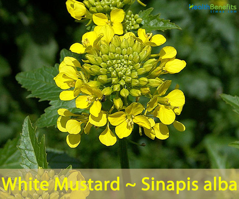 8. Mustard Plant Tattoo Black and White - wide 2