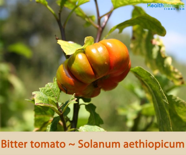 Bitter tomato facts and health benefits