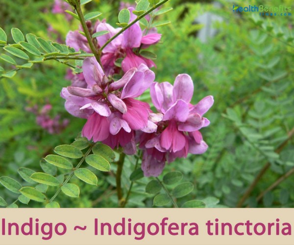 HealthbenefitsofIndigo Health Benefits