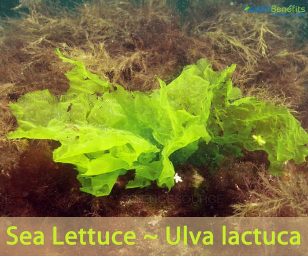 Sea Lettuce facts and health benefits
