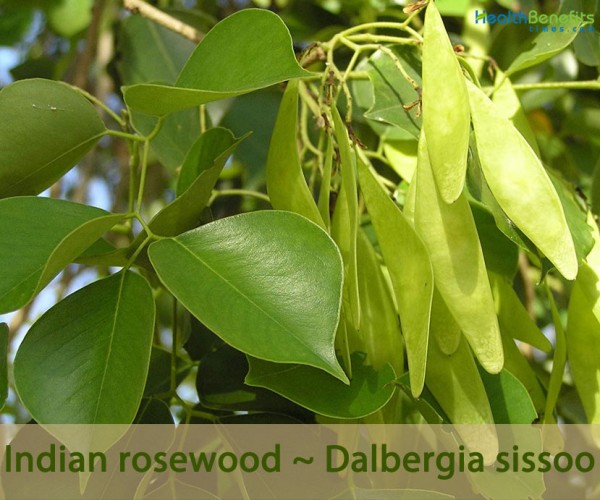 Indian rosewood facts and health benefits