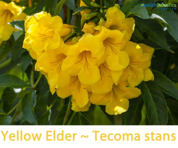 Yellow Elder facts and health benefits
