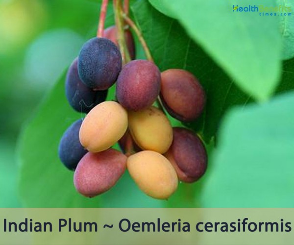 Indian Plum facts and health benefits