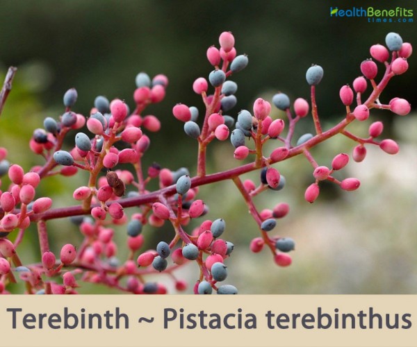 Terebinth facts and health benefits