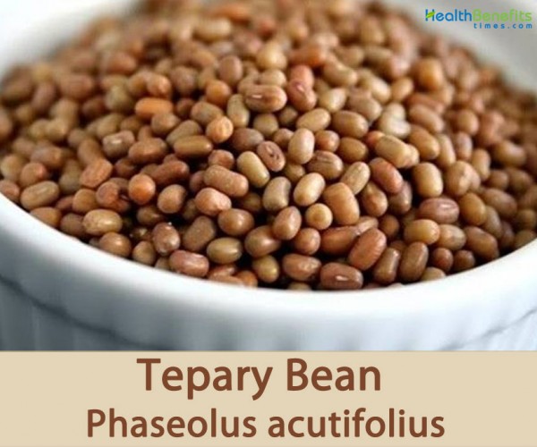 Tepary bean facts and health benefits