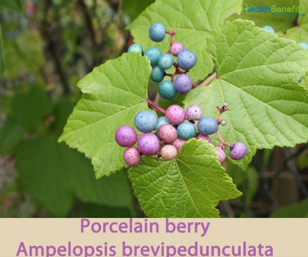 Porcelain berry facts and health benefits