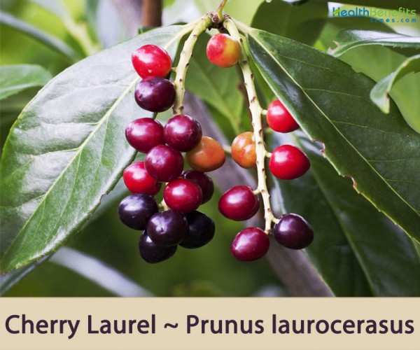 TraditionalusesandbenefitsofCherryLaurel Health Benefits