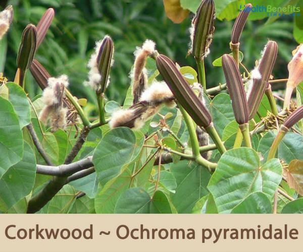 FactsaboutBalsatreeorCorkwood Health Benefits