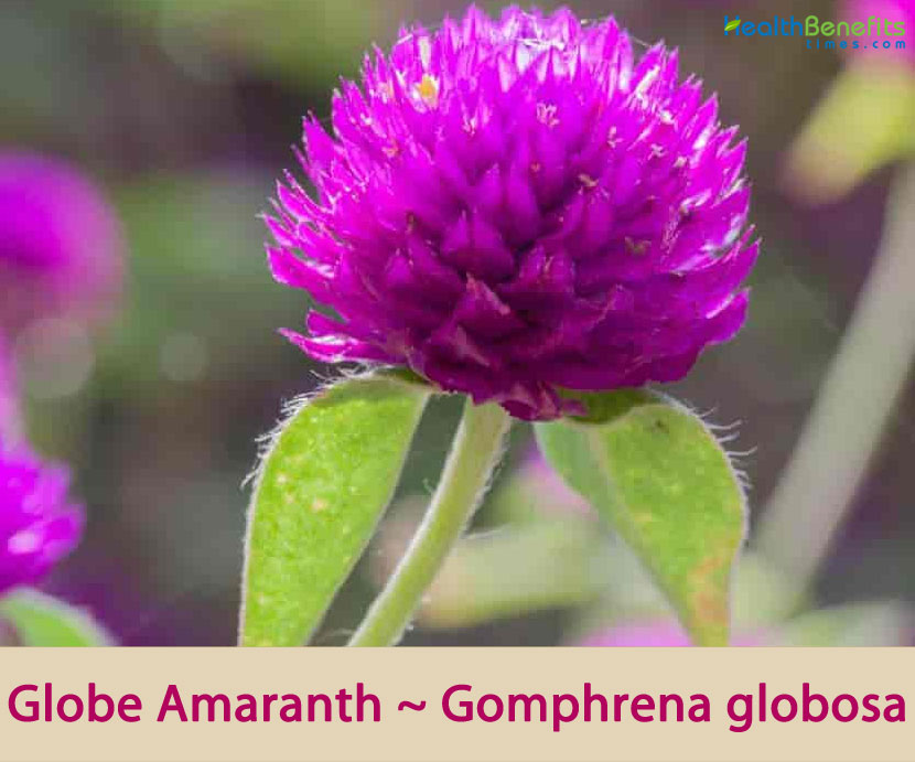Globe Amaranth facts and health benefits